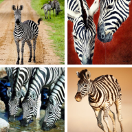 Zebra Wallpapers: HD images, Free Pics download